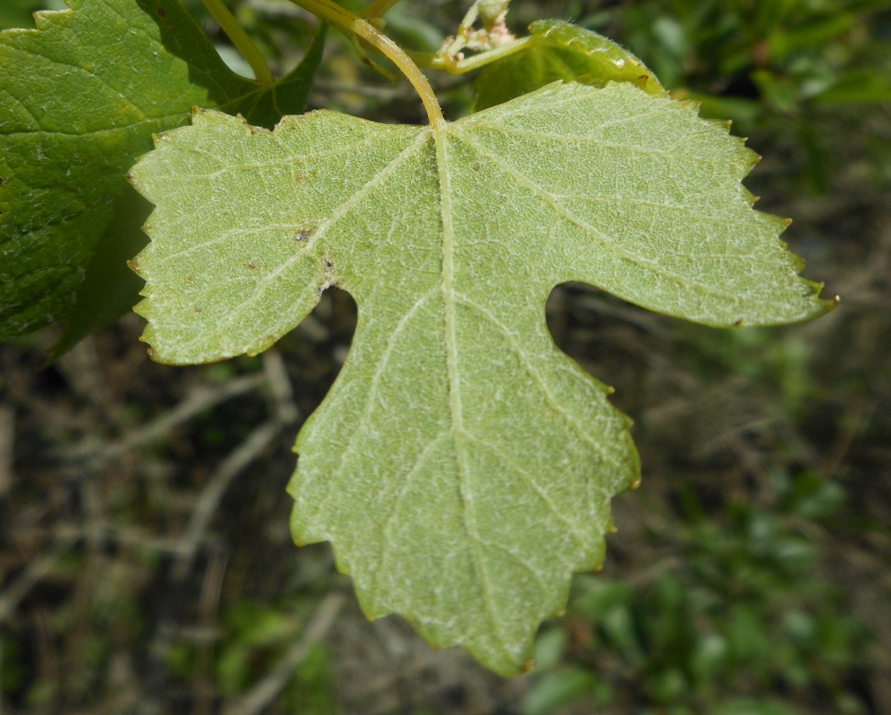 Vitis vinifera subsp. sylvestris / Vite comune (Vitales - Vitaceae)